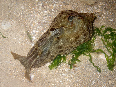 Sea hare