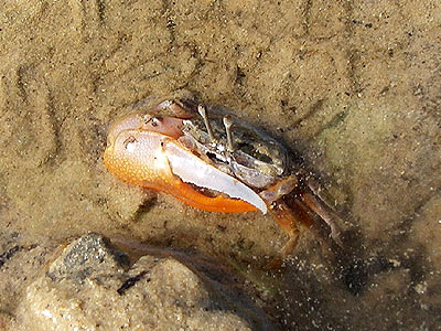 Fiddler crab, Uca sp.