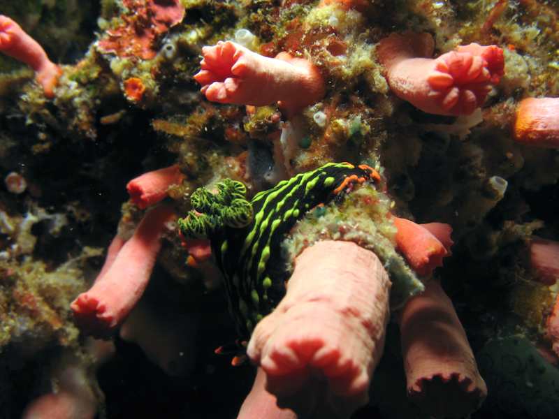 20080324_0021_nudi1.jpg