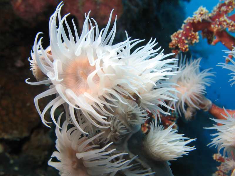 20080322_0156_coral.jpg