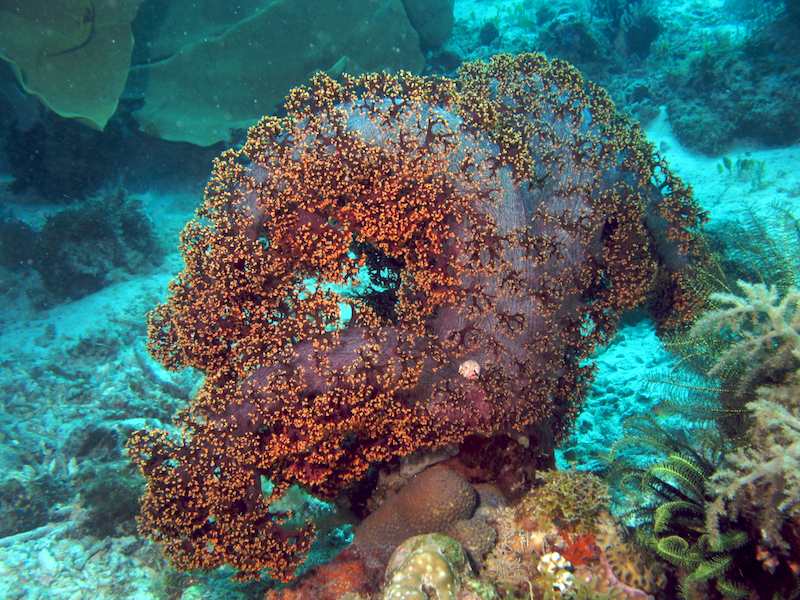 20080320_0010_coral.jpg