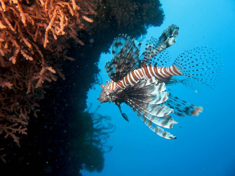 20080308_0057_lionfish.jpg