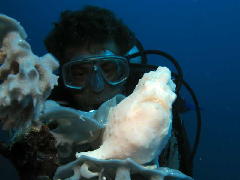 20080327_0004_frogfish.jpg