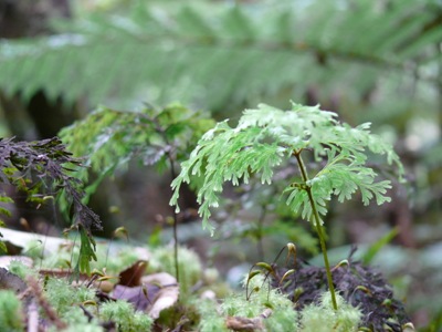 Delicate ferns in Whirinaki Forest