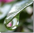 A dew drop