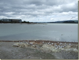 rotorua03