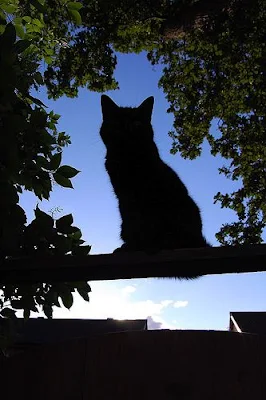 cat silhouetted against the sky