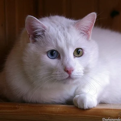 white cat odd-eyed