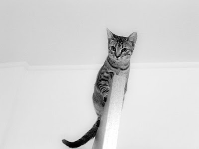 cat on top of a door
