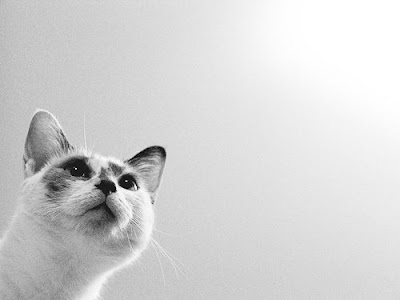 cat with ceiling and bright light