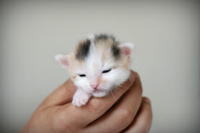 tiny kitten on hand
