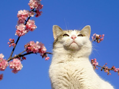 Sakura cat by tanakawho