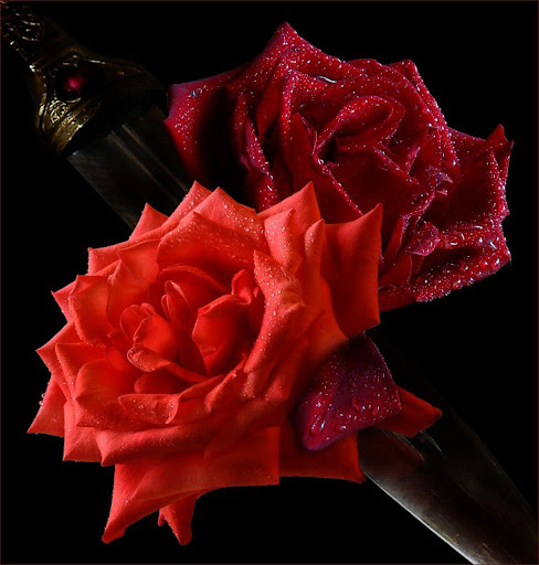 rosa%20red.jpg
