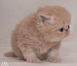 small kitten