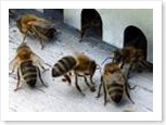 images abeilles