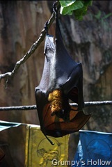 Bat in Asia @ Animal Kingdom