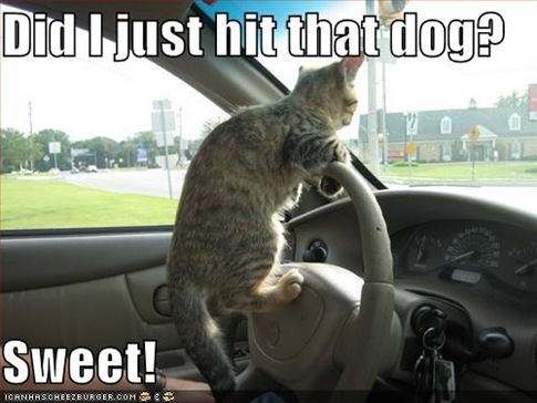 Cat Driving Car.