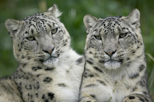 Snow Leopard Wallpaper Images