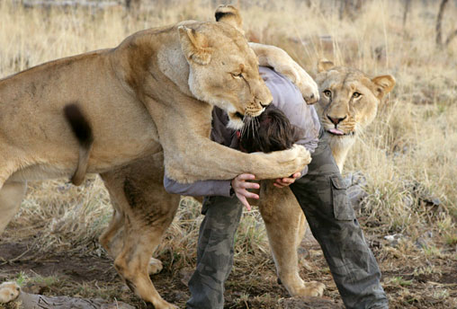 pet trainer- lion pride