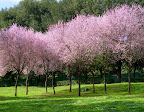 Blossom in the Villa Borghese Park