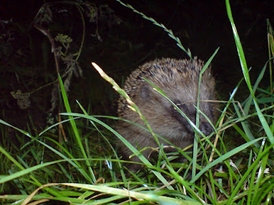 Bruder Igel auf dem weg